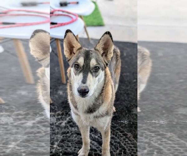 Medium Photo #3 Huskies -Samoyed Mix Puppy For Sale in Chandler, AZ, USA