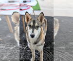 Small #2 Huskies -Samoyed Mix