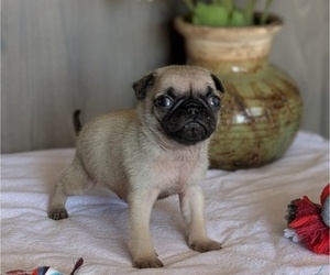 Medium Pug