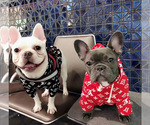 Small Photo #3 French Bulldog Puppy For Sale in STATEN ISLAND, NY, USA