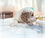 Small Photo #71 Goldendoodle (Miniature) Puppy For Sale in GASTONIA, NC, USA