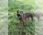 Small #1 Mountain Cur Mix