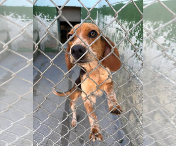 Medium Photo #4 Beagle Puppy For Sale in Rustburg, VA, USA