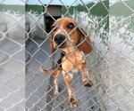 Small #3 Beagle
