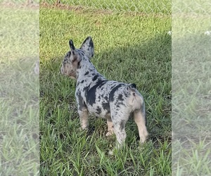 Medium French Bulldog