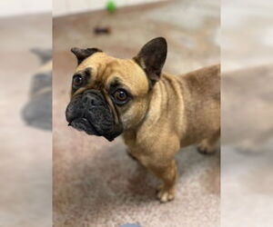 French Bulldog Dogs for adoption in Salinas, CA, USA