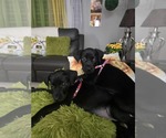 Small #3 Dachshund-Labrador Retriever Mix