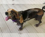 Small #3 Basset Hound