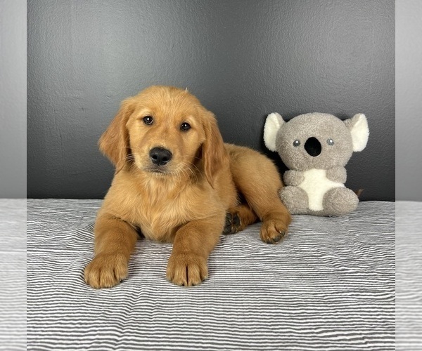 Medium Photo #4 Golden Retriever Puppy For Sale in INDIANAPOLIS, IN, USA