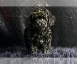 Puppy Stinker AKC Poodle (Miniature)