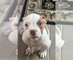 Small #6 American Bulldog