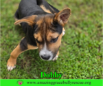Small Photo #4 American Staffordshire Terrier-Unknown Mix Puppy For Sale in Milton, FL, USA