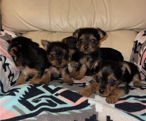 Yorkshire Terrier Puppy for sale in MINERAL WELLS, TX, USA