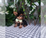 Small #1 Yorkshire Terrier