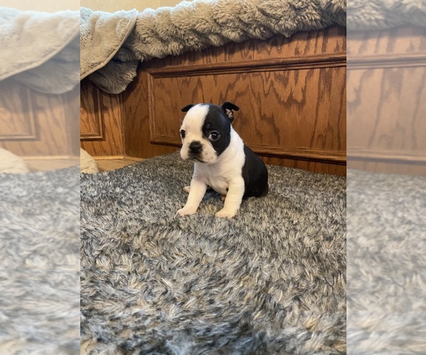 Medium Photo #2 Boston Terrier Puppy For Sale in FREDONIA, KS, USA