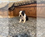 Small #1 Boston Terrier