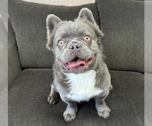 French Bulldog Dogs for adoption in Las Vegas, NV, USA