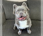 Small French Bulldog