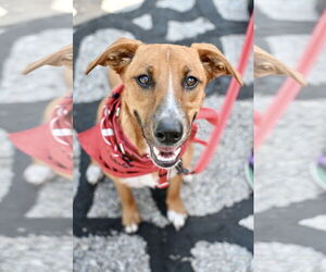 Black Mouth Cur-Mountain Cur Mix Dogs for adoption in Wakefield, RI, USA