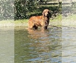 Small Photo #7 Golden Retriever Puppy For Sale in COLORADO SPRINGS, CO, USA