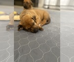 Small Photo #155 Rhodesian Ridgeback Puppy For Sale in KELLER, TX, USA