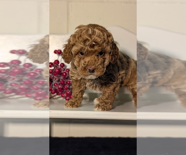 Medium Photo #19 Poodle (Miniature) Puppy For Sale in GOSHEN, IN, USA