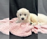 Small Photo #24 English Cream Golden Retriever Puppy For Sale in PINEHURST, TX, USA