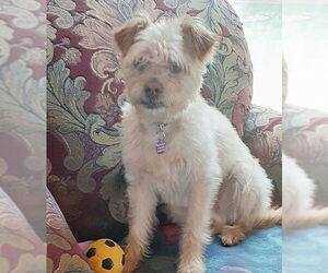 Cairn Terrier-Unknown Mix Dogs for adoption in Genesee, WI, USA