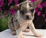 Small #6 Faux Frenchbo Bulldog