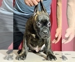 Small Photo #23 Cane Corso Puppy For Sale in COTTAGE GROVE, OR, USA