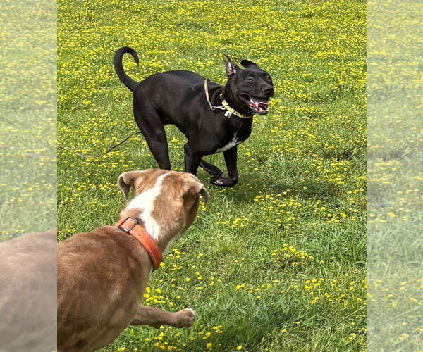 Medium Photo #13 Mutt Puppy For Sale in Virginia Beach, VA, USA