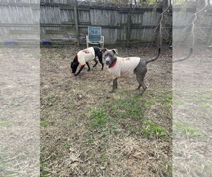 Walthall - Male Mutt Dog for Adoption - Photo #3