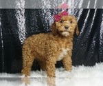 Puppy Basil F1BB Cavapoo