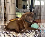 Small #2 Labrador Retriever Mix