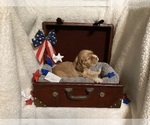Image preview for Ad Listing. Nickname: Reggie