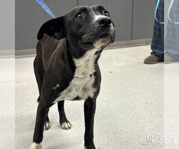 Medium Photo #1 Rat Terrier-Unknown Mix Puppy For Sale in Washington, DC, USA