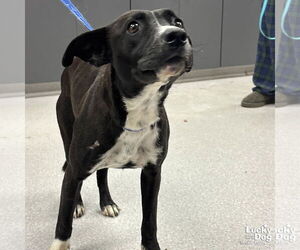 Rat Terrier-Unknown Mix Dogs for adoption in Washington, DC, USA