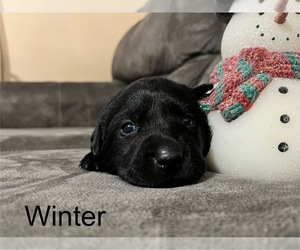 Labrador Retriever Puppy for sale in AUGUSTA, WI, USA
