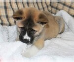 Small Photo #3 Akita Puppy For Sale in COLLINSVILLE, OK, USA