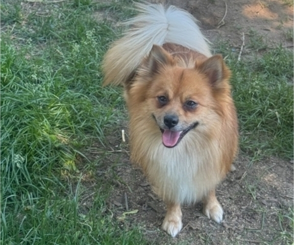 Medium Photo #1 Maltipom Puppy For Sale in HUDSON, MA, USA