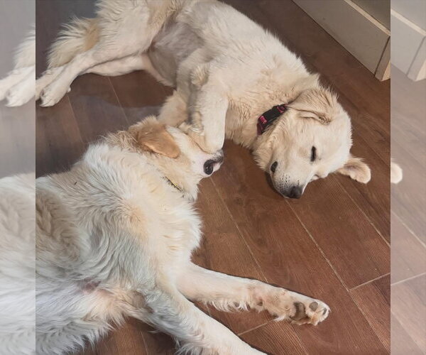 Medium Photo #3 Great Pyrenees Puppy For Sale in Denver , CO, USA
