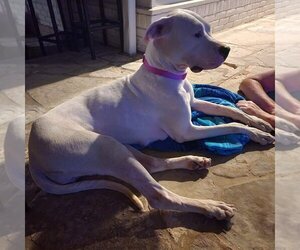 Dogo Argentino Dogs for adoption in Pipe Creek, TX, USA