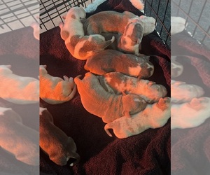 American Bully Litter for sale in CRAWFORDVILLE, FL, USA