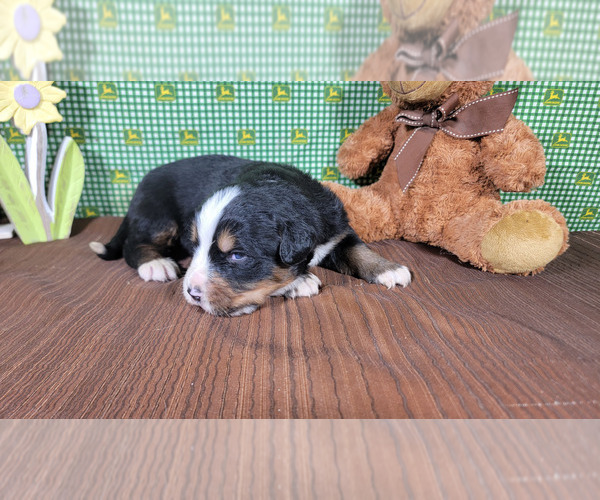 Medium Photo #5 Bernese Mountain Dog Puppy For Sale in PEYTON, CO, USA