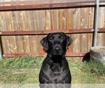 Small Photo #1 Labrador Retriever Puppy For Sale in REDDING, CA, USA