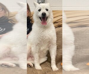 Pomeranian Dogs for adoption in Muskegon, MI, USA