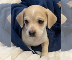 Small #1 Beagle Mix