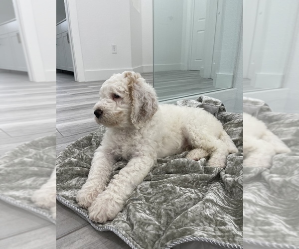 Medium Photo #1 Goldendoodle Puppy For Sale in HIALEAH, FL, USA