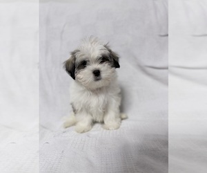 Maltese Puppy for sale in NAPLES, FL, USA