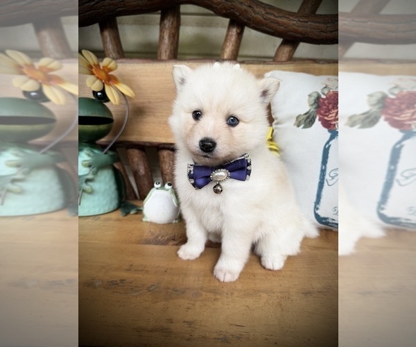 Medium Photo #3 Pomsky Puppy For Sale in VENUS, PA, USA